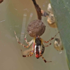 Theridion pyramidale at O'Connor, ACT - 31 Jan 2023