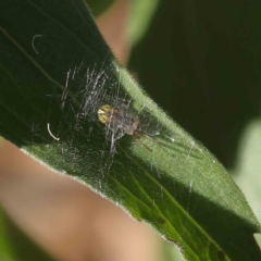 Deliochus sp. (genus) (A leaf curling spider) at O'Connor, ACT - 31 Jan 2023 by ConBoekel