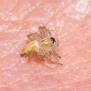 Oxyopes sp. (genus) at O'Connor, ACT - 31 Jan 2023