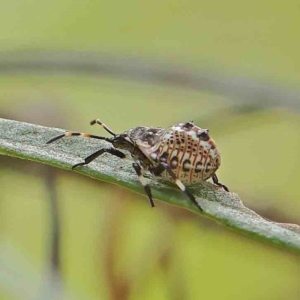 Pentatomidae (family) at O'Connor, ACT - 31 Jan 2023