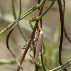 Unidentified at suppressed - 31 Jan 2023