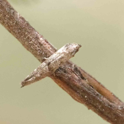 Epermenia exilis (Shark Moth (family Epermeniidae)) at O'Connor, ACT - 31 Jan 2023 by ConBoekel
