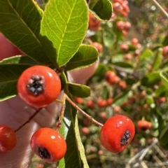 Pyracantha crenulata (Firethorn) at Molonglo Valley, ACT - 4 Apr 2023 by lbradley