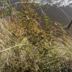 Pyracantha crenulata at Aranda, ACT - 4 Apr 2023