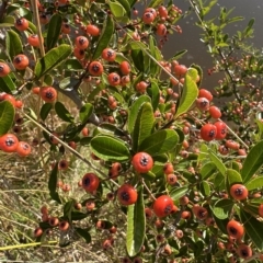 Pyracantha crenulata at Aranda, ACT - 4 Apr 2023