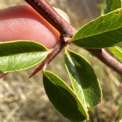 Pyracantha crenulata at Aranda, ACT - 4 Apr 2023