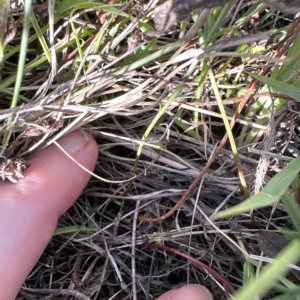 Haloragis heterophylla at Aranda, ACT - 4 Apr 2023 03:29 PM