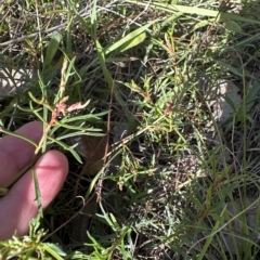 Haloragis heterophylla at Aranda, ACT - 4 Apr 2023