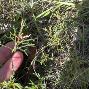 Haloragis heterophylla at Aranda, ACT - 4 Apr 2023