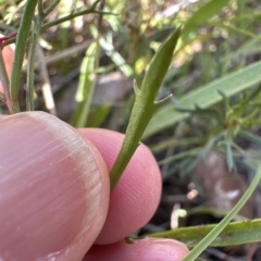 Haloragis heterophylla at Aranda, ACT - 4 Apr 2023