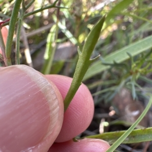 Haloragis heterophylla at Aranda, ACT - 4 Apr 2023