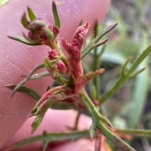 Haloragis heterophylla at Aranda, ACT - 4 Apr 2023