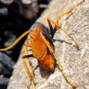 Apocrita (suborder) at Paddys River, ACT - 12 Mar 2023