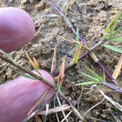 Cynodon dactylon (Couch Grass) at Molonglo Valley, ACT - 4 Apr 2023 by lbradley