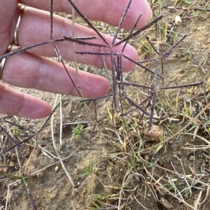 Cynodon dactylon at Aranda, ACT - 4 Apr 2023