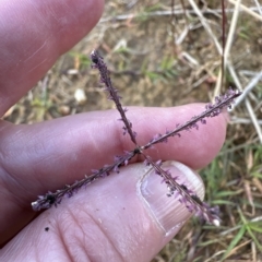 Cynodon dactylon at Aranda, ACT - 4 Apr 2023