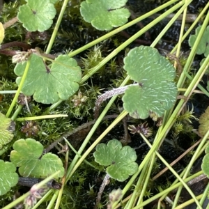 Hydrocotyle algida at Tennent, ACT - 31 Mar 2023 04:28 PM