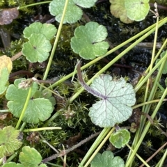 Hydrocotyle algida at Tennent, ACT - 31 Mar 2023 04:28 PM