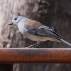 Colluricincla harmonica (Grey Shrikethrush) at Paddys River, ACT - 3 Apr 2023 by RodDeb