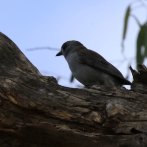 Colluricincla harmonica at Paddys River, ACT - 3 Apr 2023