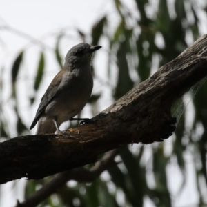 Colluricincla harmonica at Paddys River, ACT - 3 Apr 2023