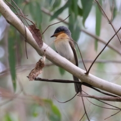 Myiagra rubecula (Leaden Flycatcher) at Paddys River, ACT - 3 Apr 2023 by RodDeb