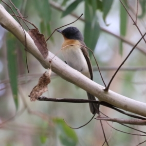 Myiagra rubecula at Paddys River, ACT - 3 Apr 2023