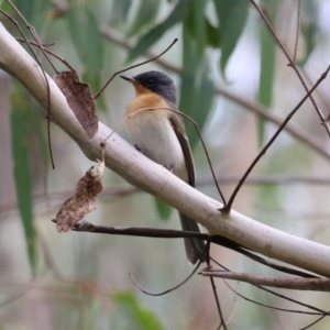 Myiagra rubecula at Paddys River, ACT - 3 Apr 2023