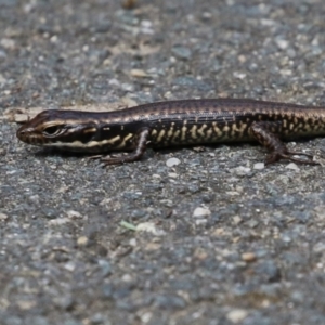 Eulamprus heatwolei at Paddys River, ACT - 3 Apr 2023 01:10 PM