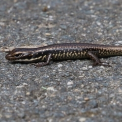 Eulamprus heatwolei at Paddys River, ACT - 3 Apr 2023 01:10 PM