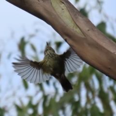 Acanthiza lineata (Striated Thornbill) at Paddys River, ACT - 3 Apr 2023 by RodDeb