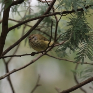 Acanthiza lineata at Paddys River, ACT - 3 Apr 2023 02:15 PM