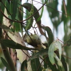 Acanthiza lineata at Paddys River, ACT - 3 Apr 2023 02:15 PM