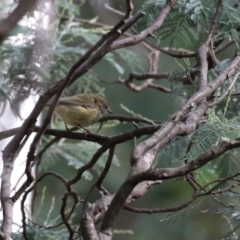 Acanthiza lineata at Paddys River, ACT - 3 Apr 2023