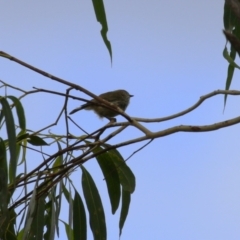 Acanthiza lineata at Paddys River, ACT - 3 Apr 2023 02:15 PM