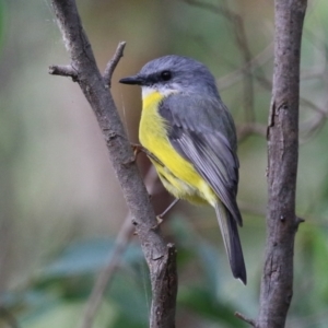 Eopsaltria australis at Paddys River, ACT - 3 Apr 2023