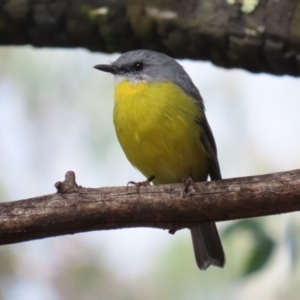 Eopsaltria australis at Paddys River, ACT - 3 Apr 2023 01:54 PM