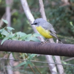 Eopsaltria australis at Paddys River, ACT - 3 Apr 2023 01:54 PM