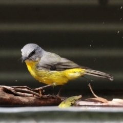 Eopsaltria australis at Paddys River, ACT - 3 Apr 2023 01:54 PM