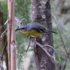 Eopsaltria australis at Paddys River, ACT - 3 Apr 2023