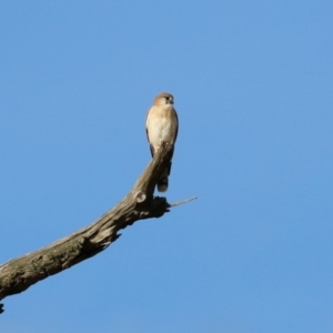 Falco cenchroides at Paddys River, ACT - 3 Apr 2023 04:09 PM