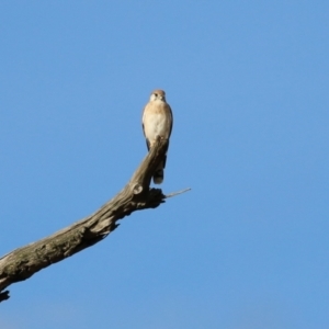 Falco cenchroides at Paddys River, ACT - 3 Apr 2023 04:09 PM