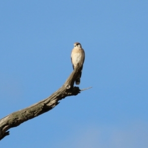 Falco cenchroides at Paddys River, ACT - 3 Apr 2023 04:09 PM