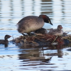 Tachybaptus novaehollandiae (Australasian Grebe) at Symonston, ACT - 11 Mar 2023 by RodDeb