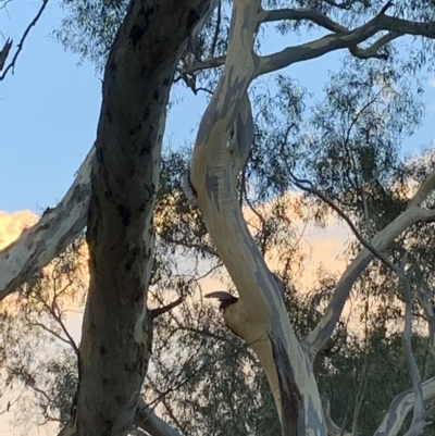 Callocephalon fimbriatum (Gang-gang Cockatoo) at Mawson, ACT - 4 Apr 2023 by JT1997