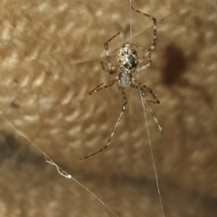 Cryptachaea gigantipes (White porch spider) at Booth, ACT - 4 Apr 2023 by EmmaCollins