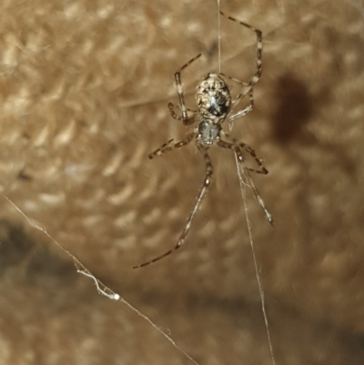 Cryptachaea gigantipes (White porch spider) at Namadgi National Park - 3 Apr 2023 by woyapp