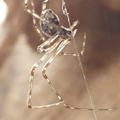 Cryptachaea gigantipes at Booth, ACT - 4 Apr 2023 07:42 AM