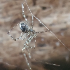 Cryptachaea gigantipes at Booth, ACT - 4 Apr 2023 07:42 AM