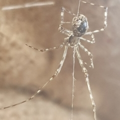 Cryptachaea gigantipes at Booth, ACT - 4 Apr 2023 07:42 AM